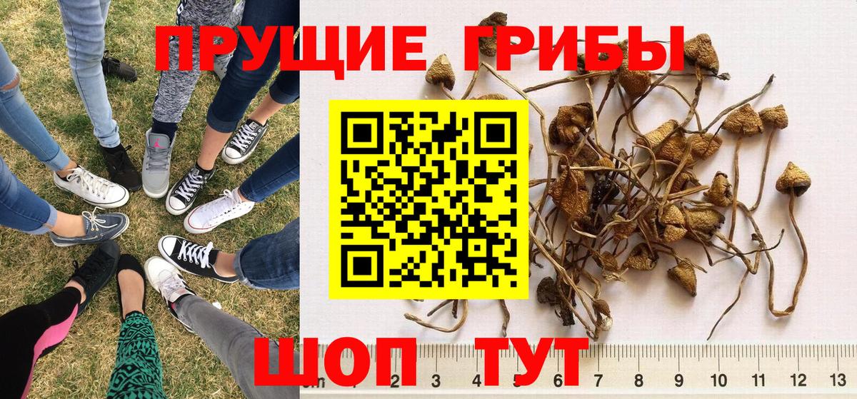 Мариинск  Псилоцибиновые грибы Psilocybe  Псилоцибиновые грибы ЛСД  Вход с VPN 